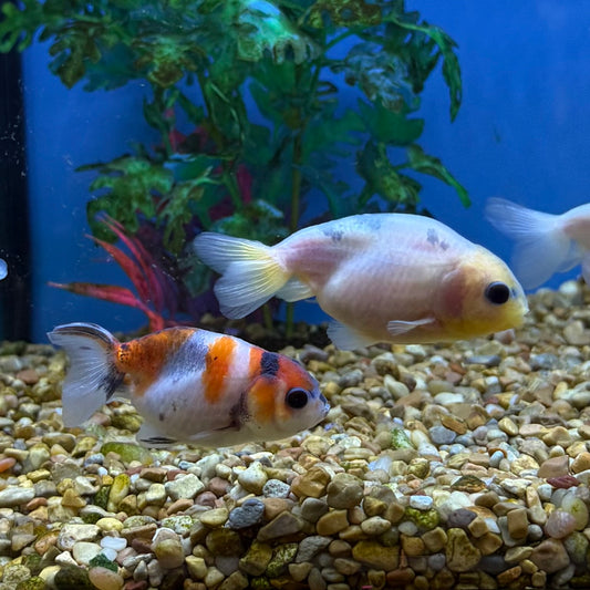 Assorted Ranchu