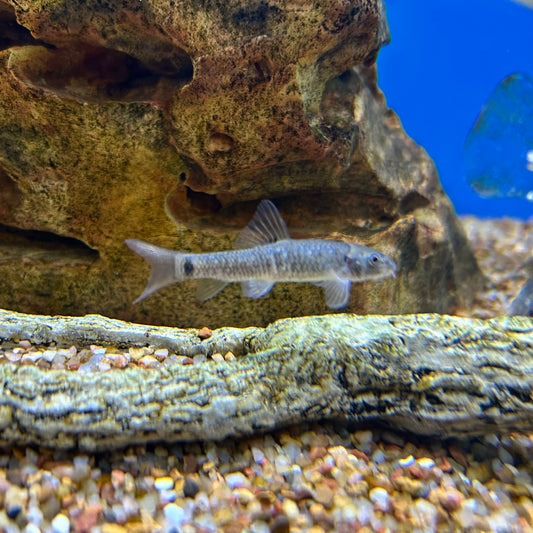 Garra Rufa Algae Eater