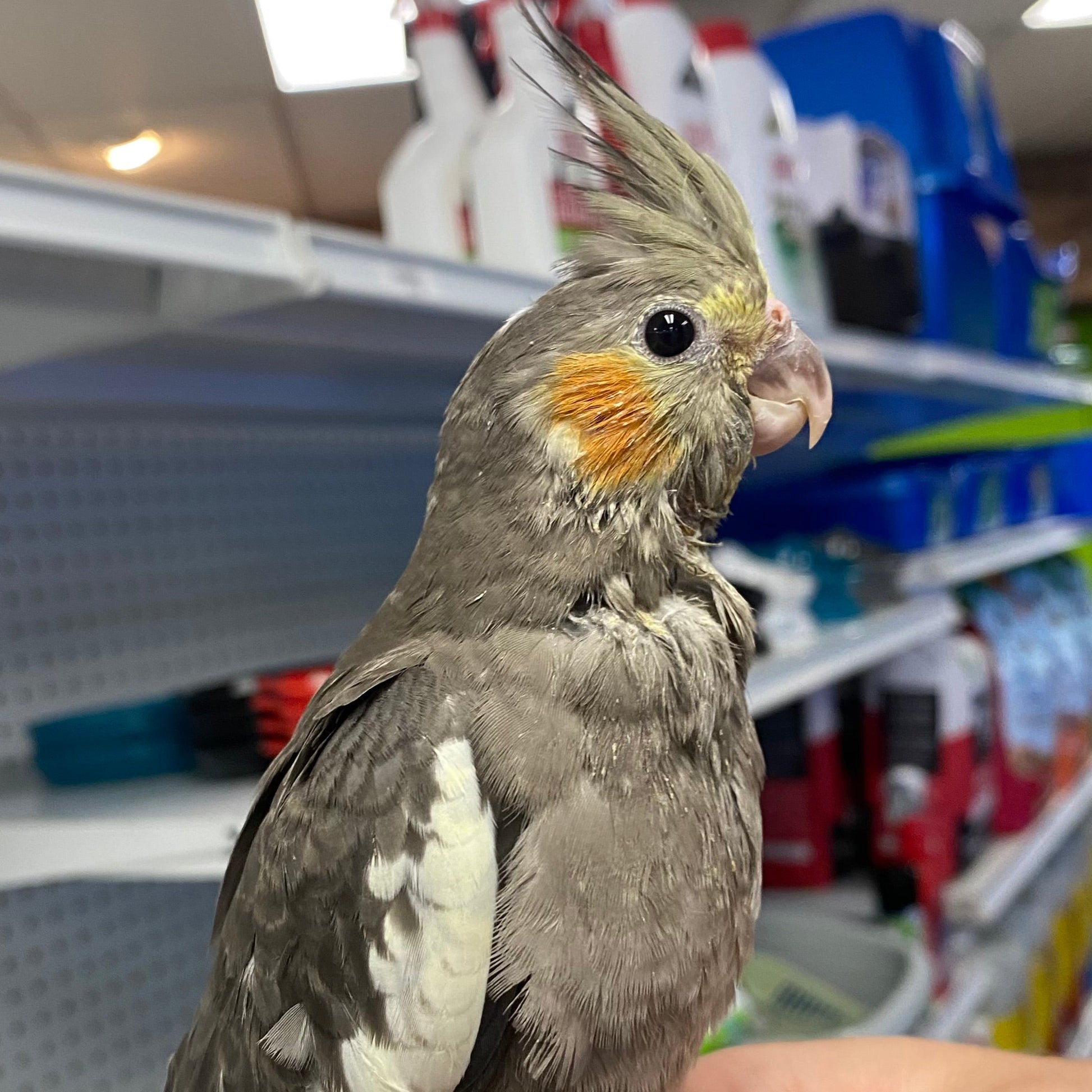 Grey Cocktail Birds Price Grey Cockatiel, Hand-Fed – Pet Paradise
