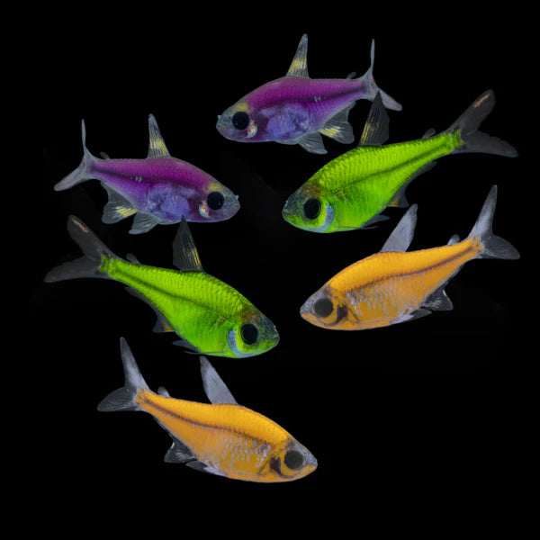 GloFish Pristella Tetra