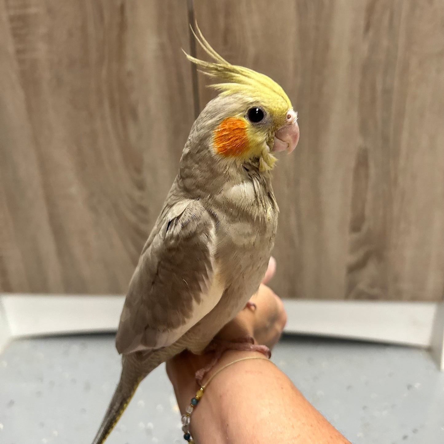 Cinnamon Cockatiel, Hand-Fed