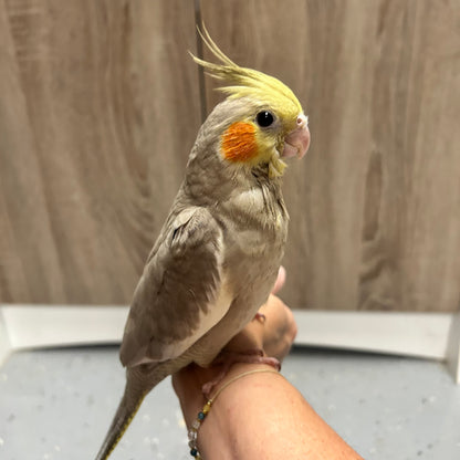 Cinnamon Cockatiel, Hand-Fed