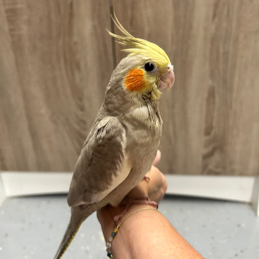 Cinnamon Cockatiel, Hand-Fed