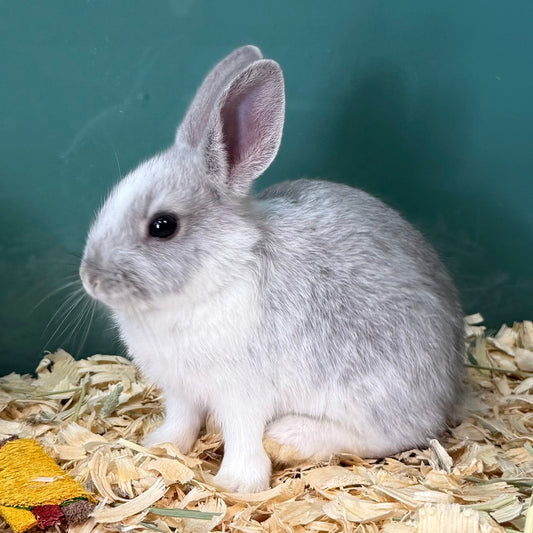 Dwarf MIx Broken Blue Bunny
