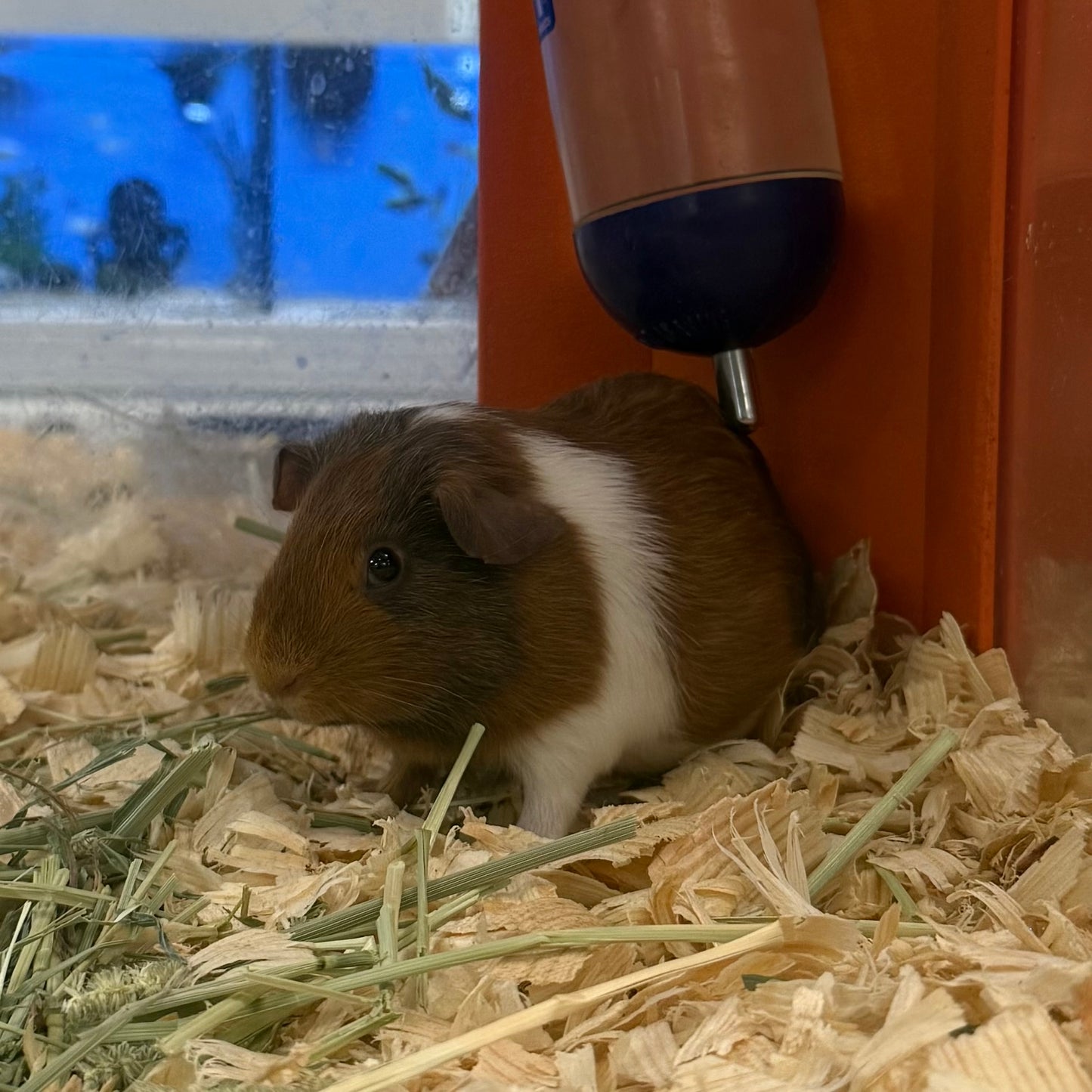 American Guinea Pig Female