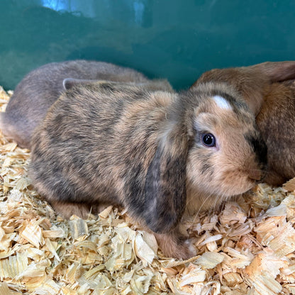 Mini Lop Bunny Female