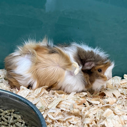 Abyssinian Guinea Pig Female