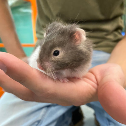 Long Hair Syrian Hamster