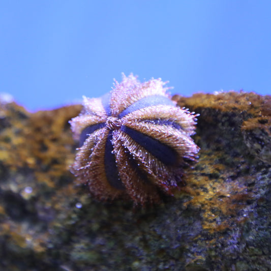 Tuxedo Urchin