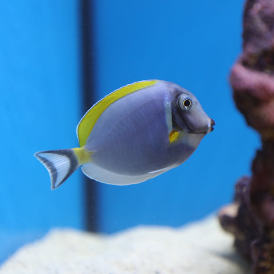 Powder Blue Tang