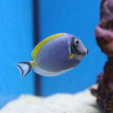 Load image into Gallery viewer, Powder Blue Tang
