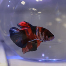 Load image into Gallery viewer, Koi Roundtail Betta Male
