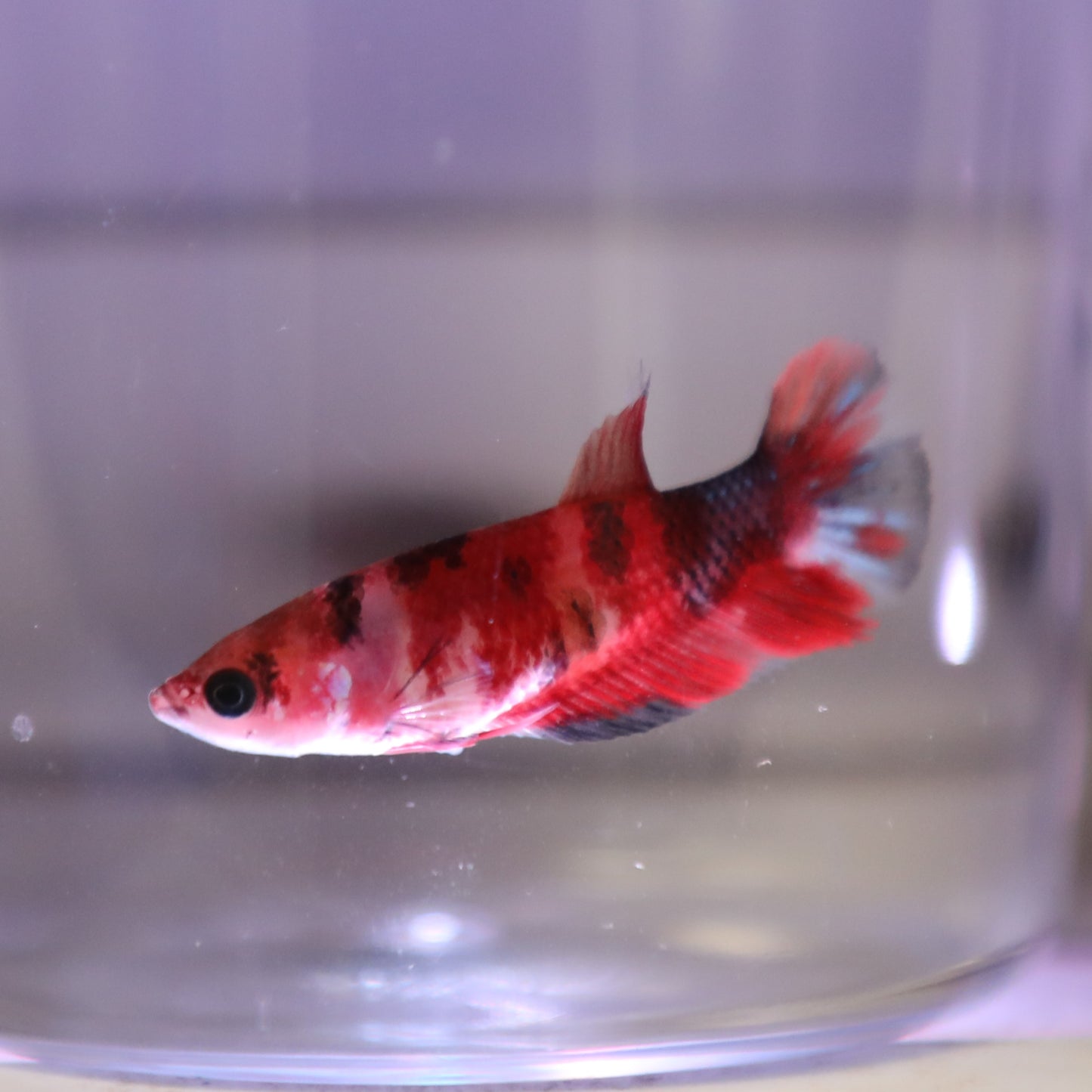 Koi Betta Female