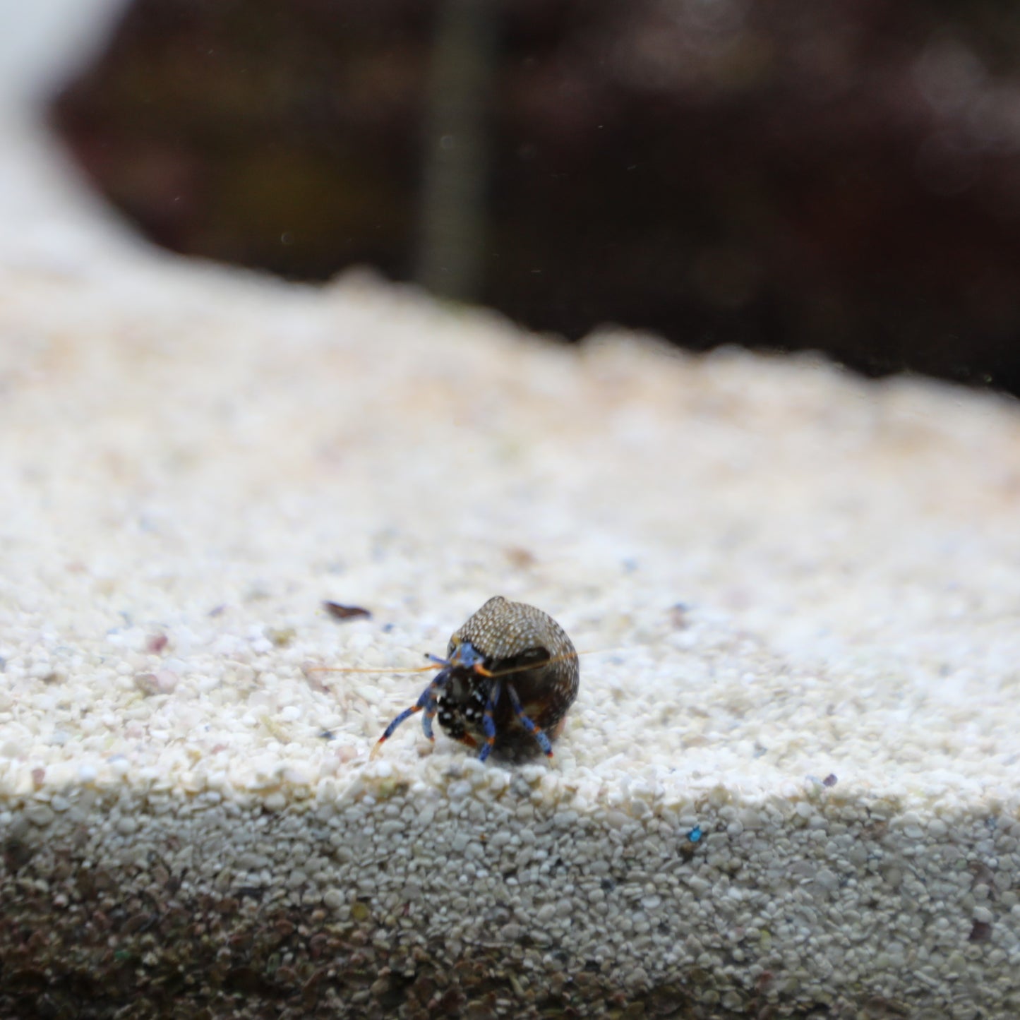 Blue Leg Hermit Crab