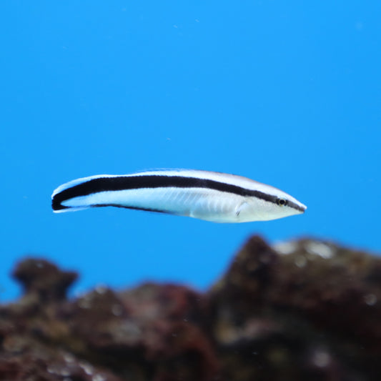 Cleaner Wrasse