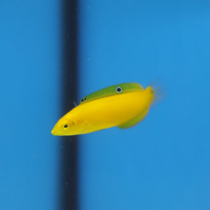 Yellow Coris Wrasse