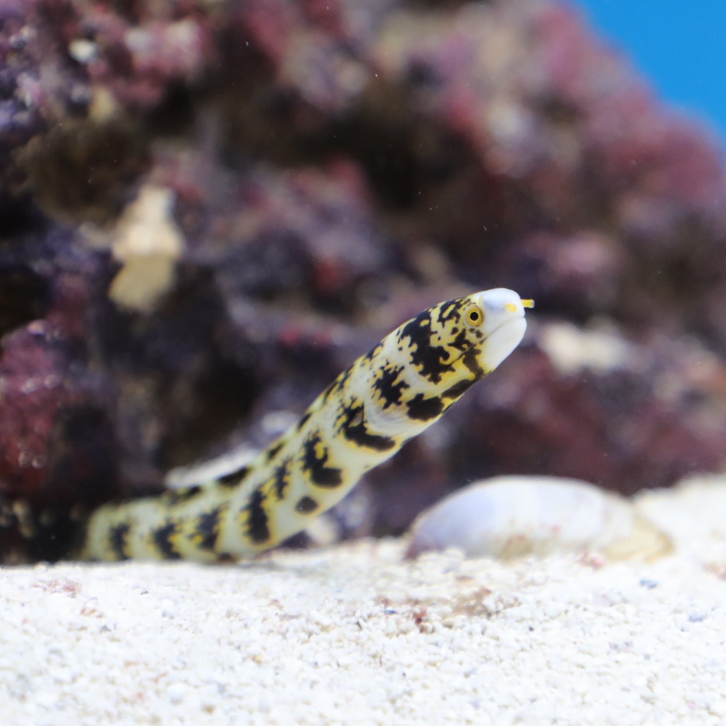 Snowflake Eel