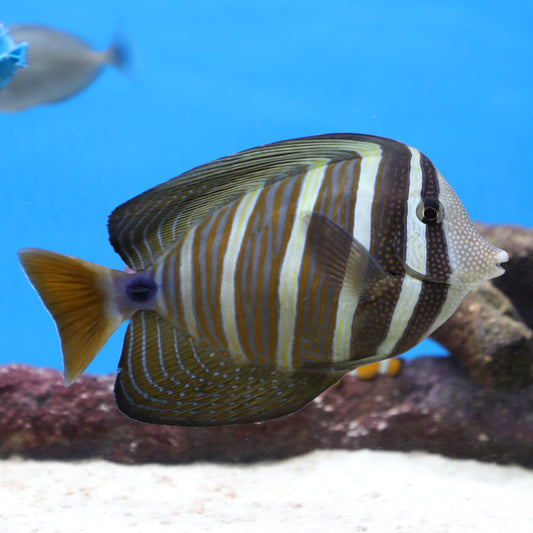 Sailfin Tang XLG