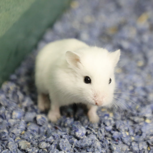 Snow Ball Roborovski Hamster