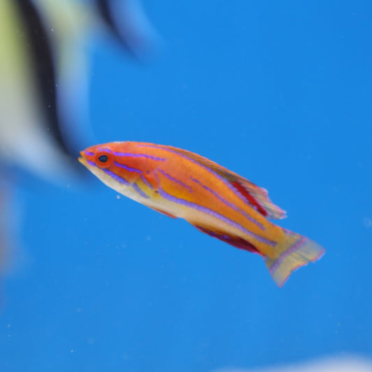 Carpenter's Flasher Wrasse