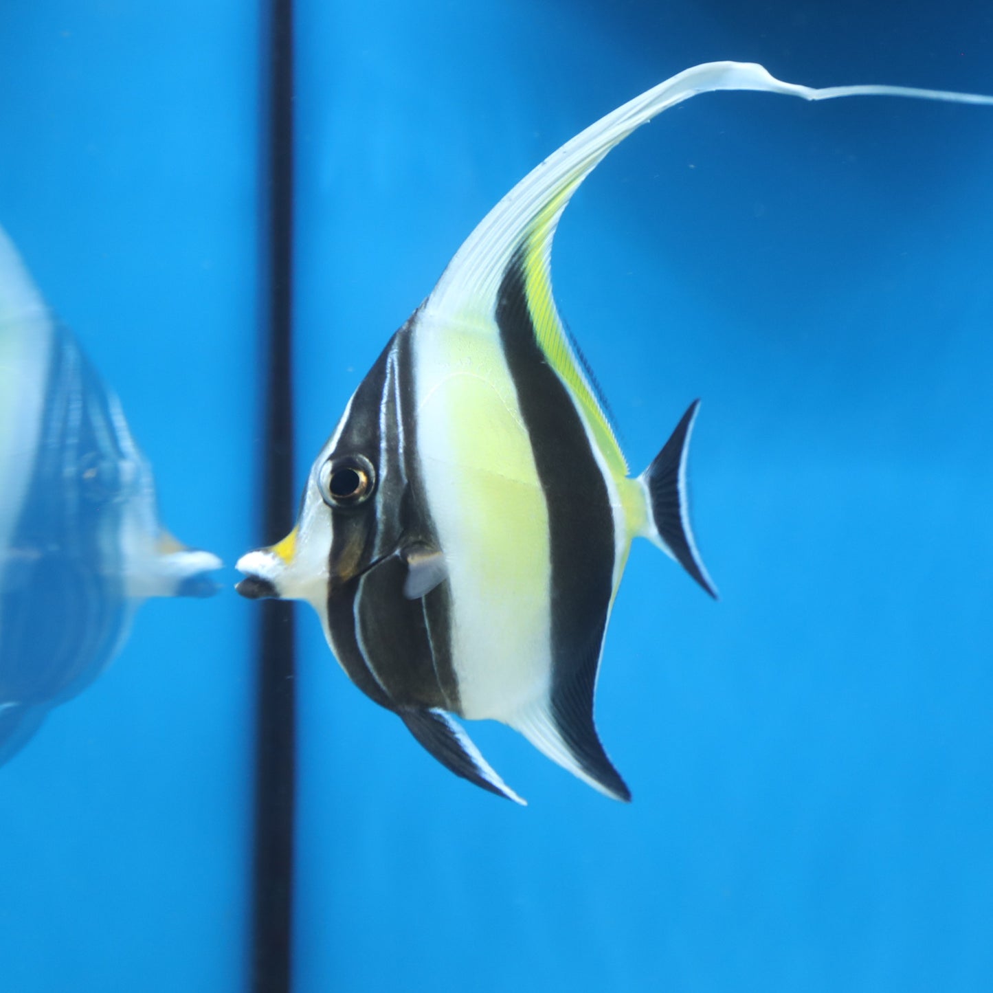 Moorish Idol (Africa)