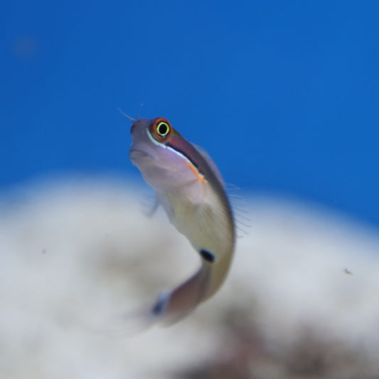 Tailspot Blenny