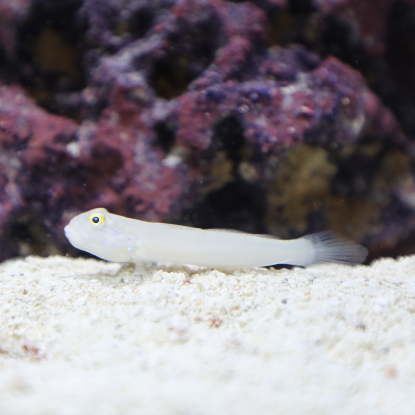 Six Spot Sleeper Goby