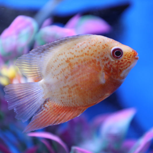 Gold Red Face Severum