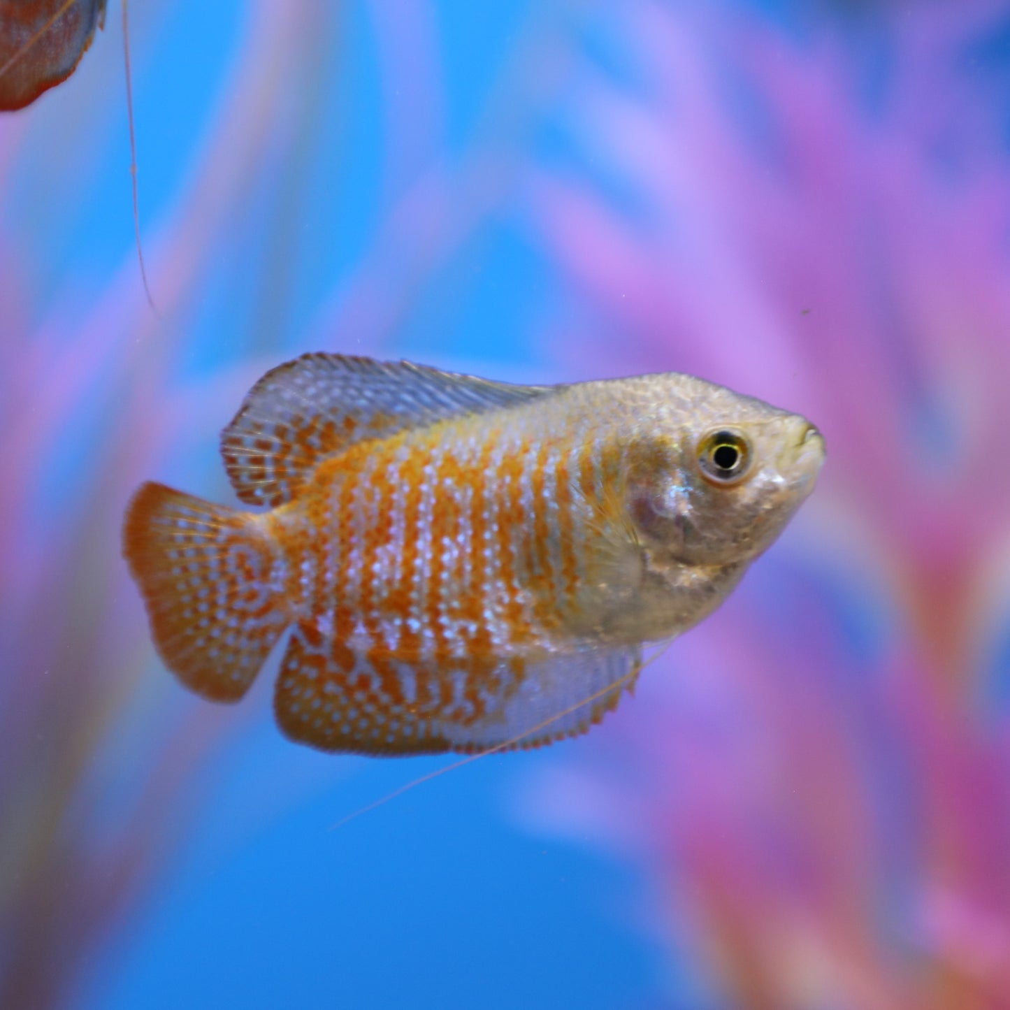 Dwarf Gourami