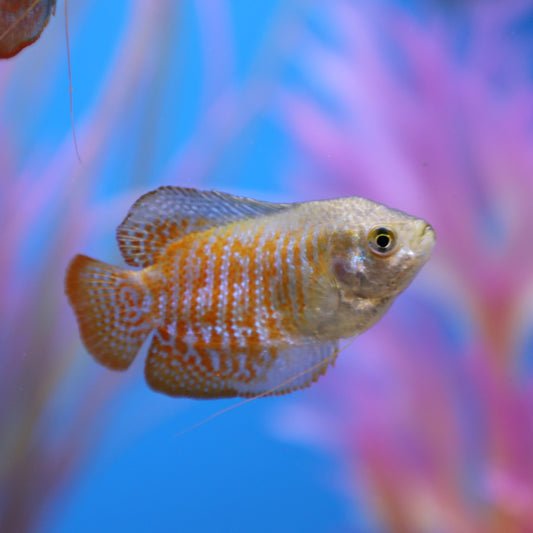 Dwarf Gourami