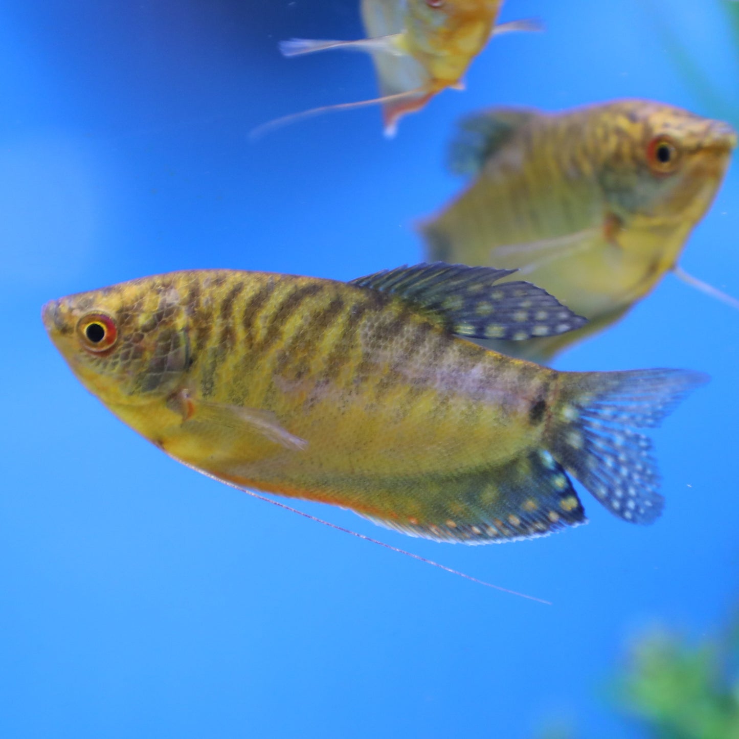 Premium Gold Gourami