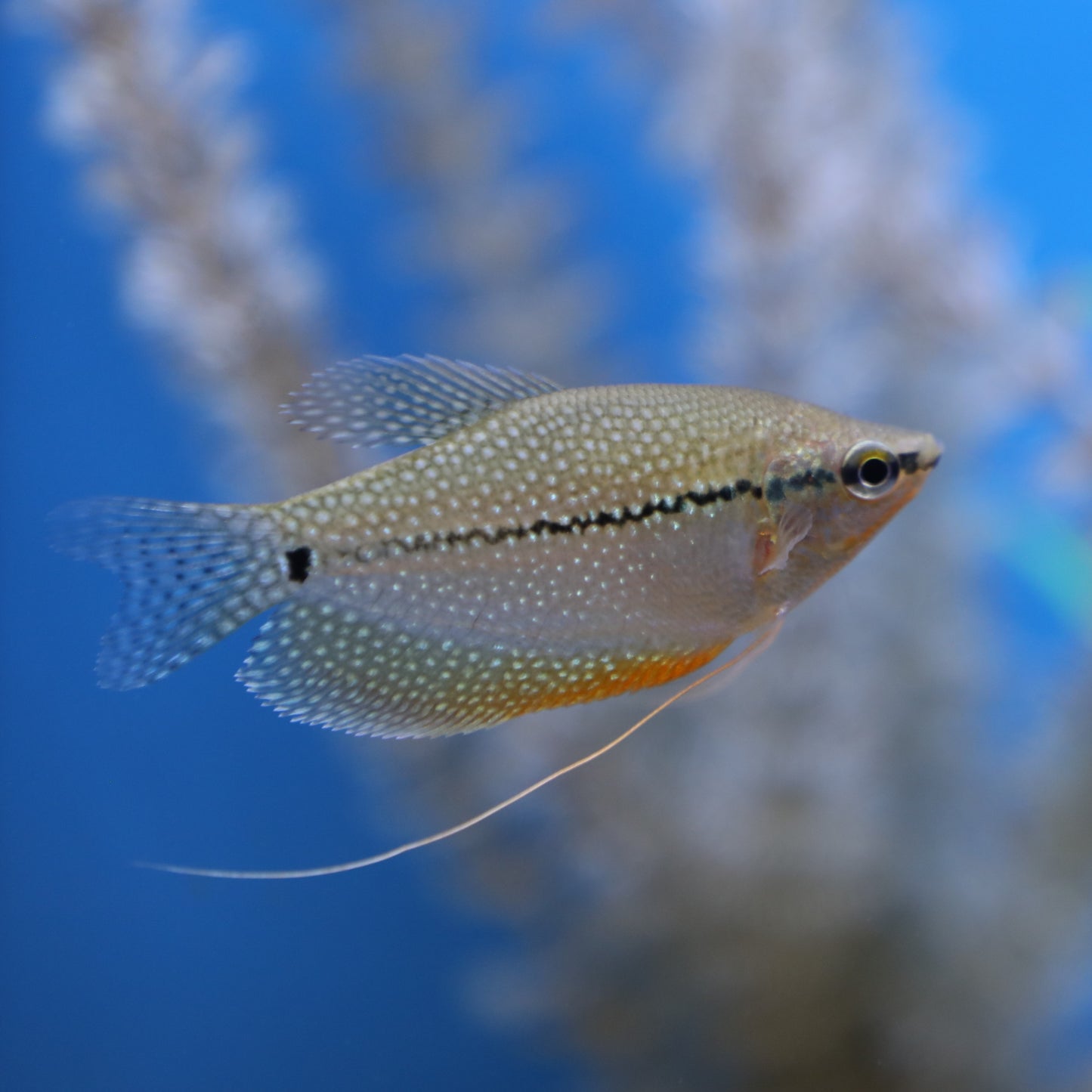 Pearl Leeri Gourami