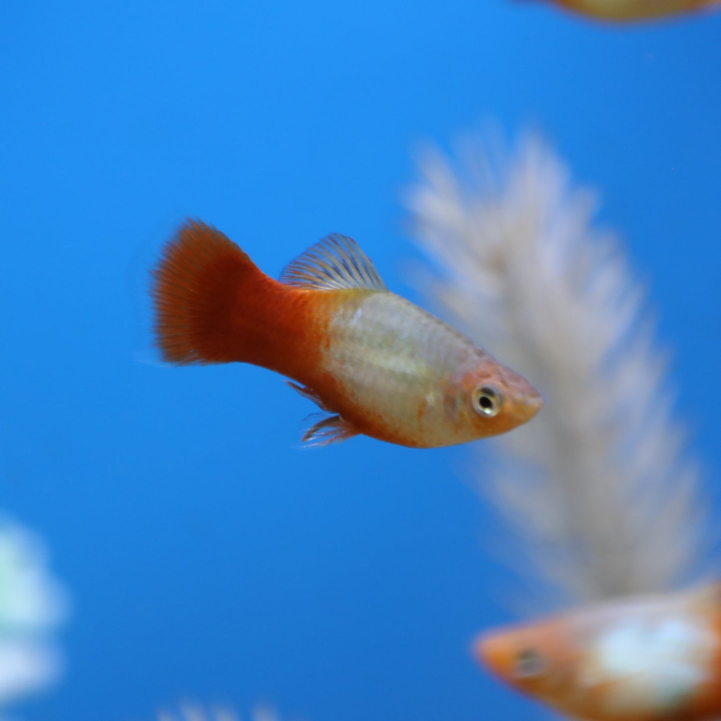 Dawn Platy