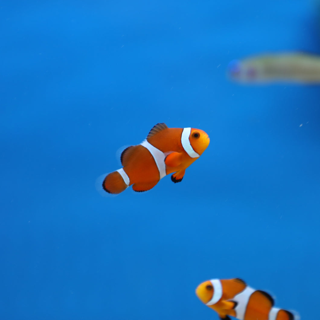 Ocellaris Clownfish Aquacultured