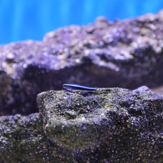 Blue Stripe Neon Goby Aquacultured