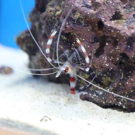 Coral Banded Shrimp