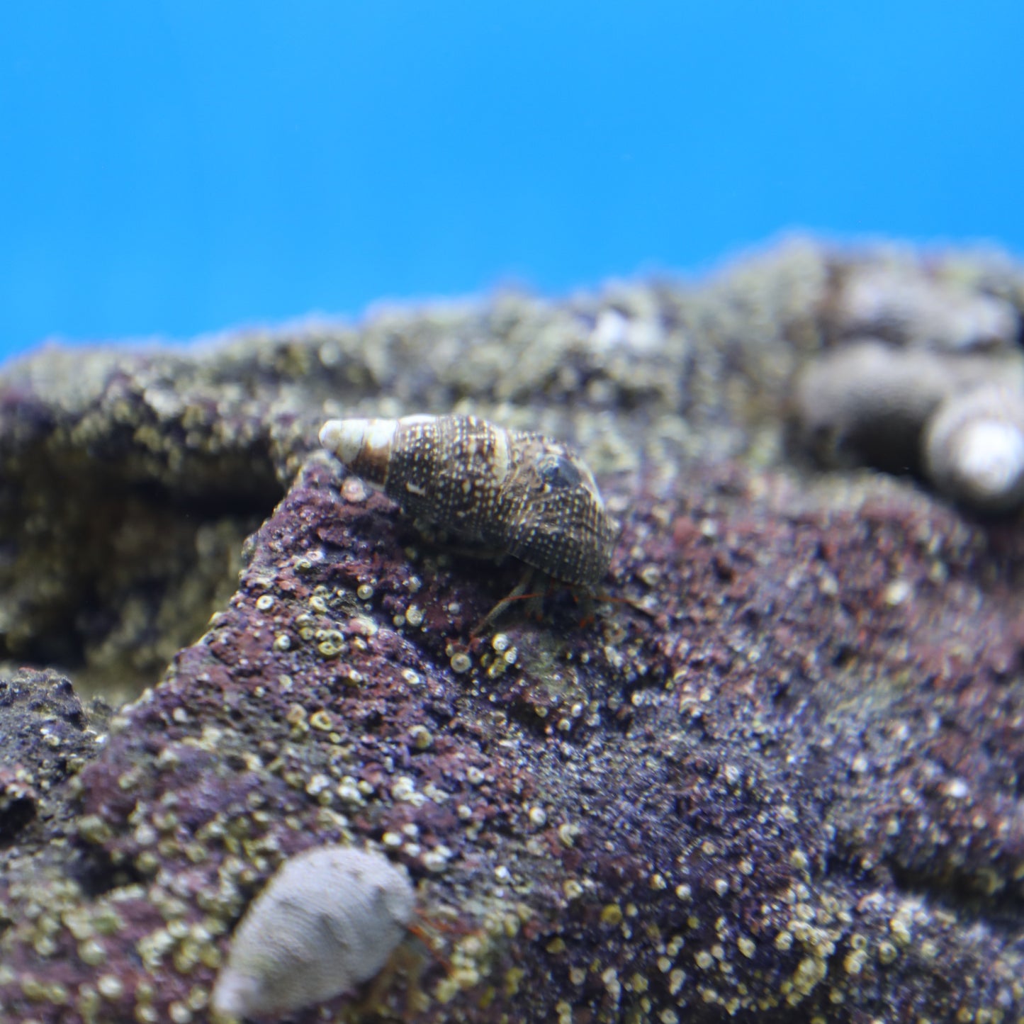 Red Leg Cortez Hermit Crab