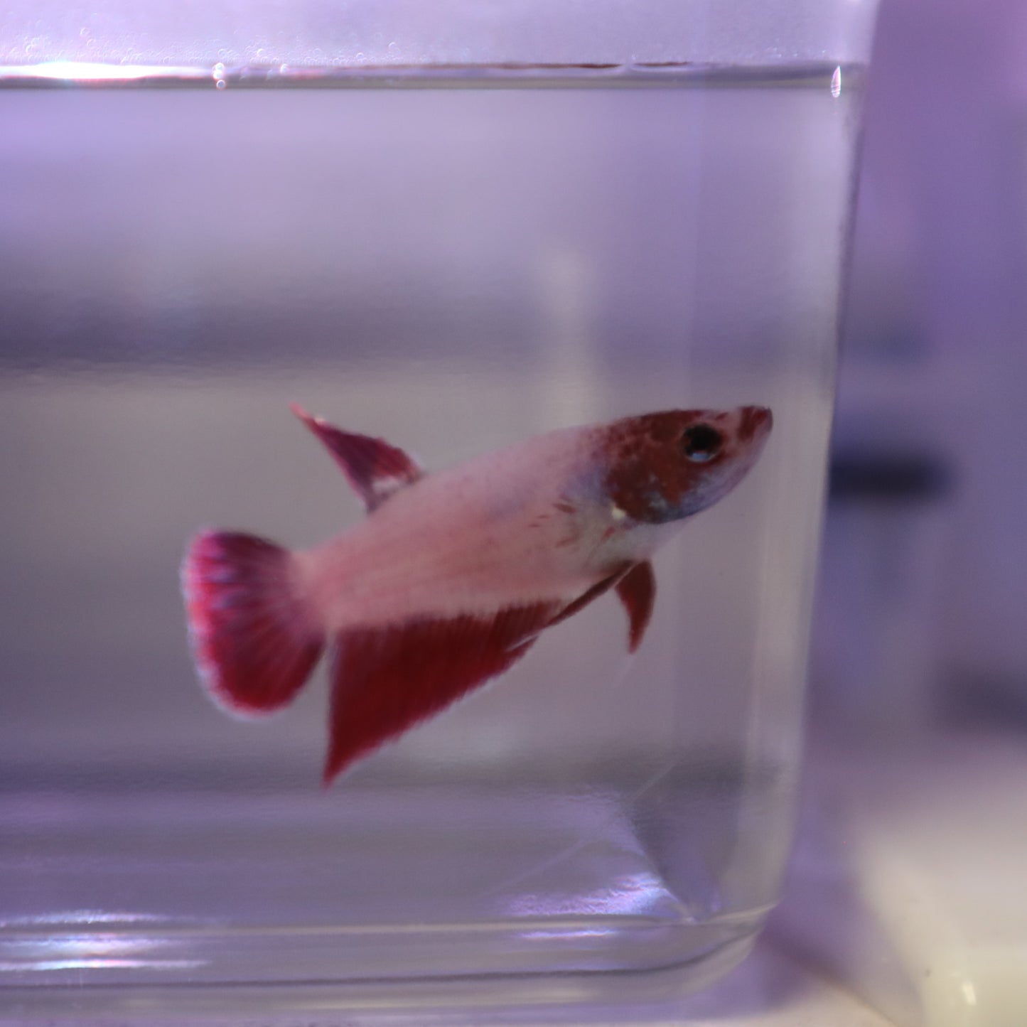 Longfin Female Betta