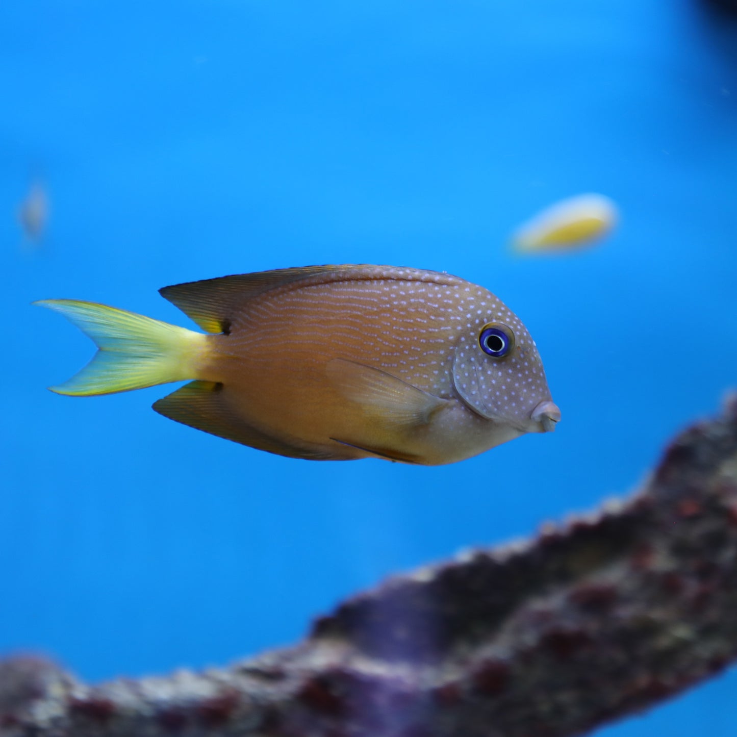 Blue Eye Bristletooth Tang