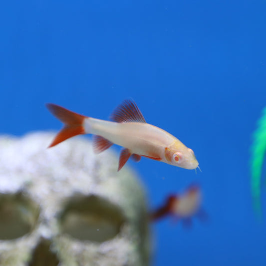 Albino Rainbow Shark