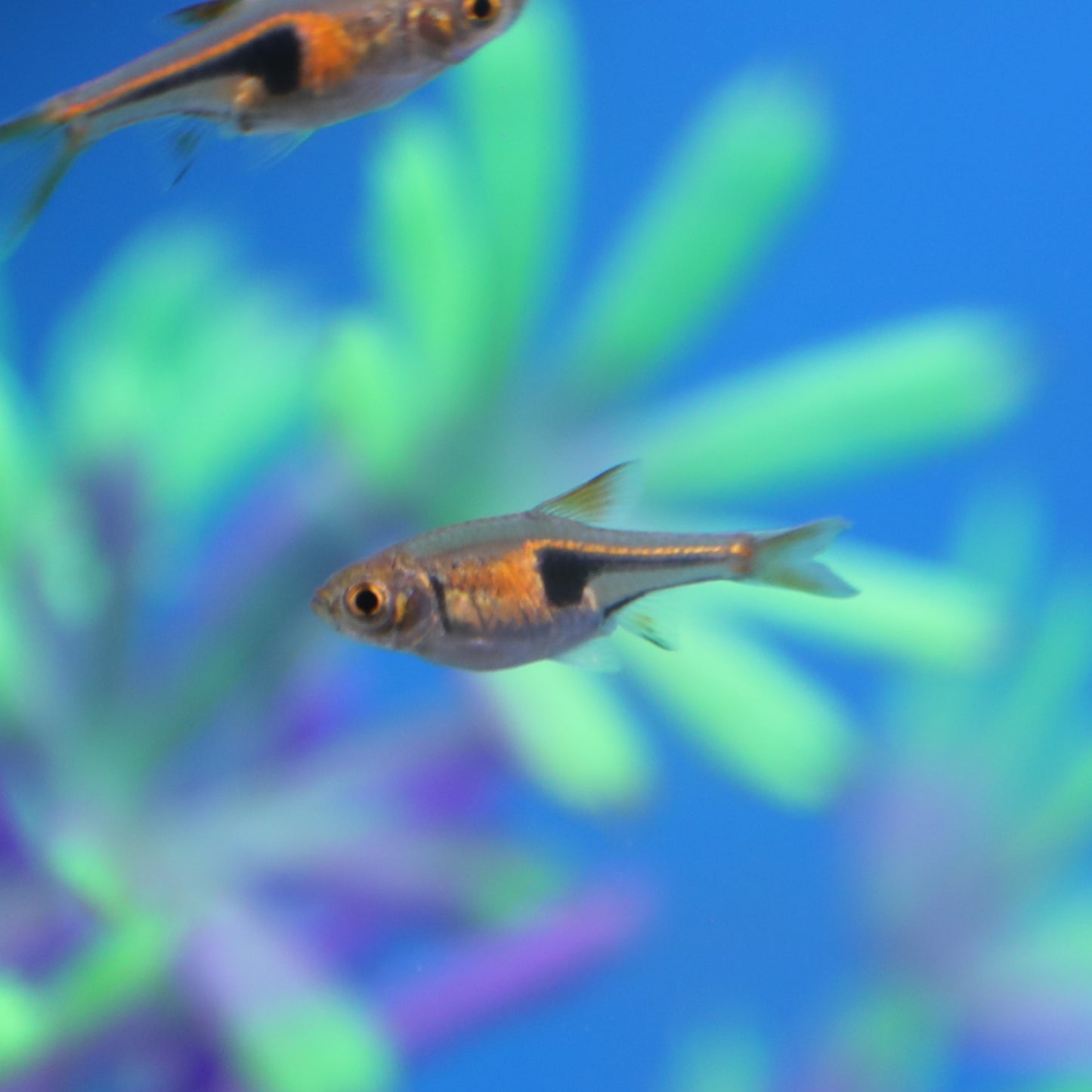 Pork Chop Rasbora