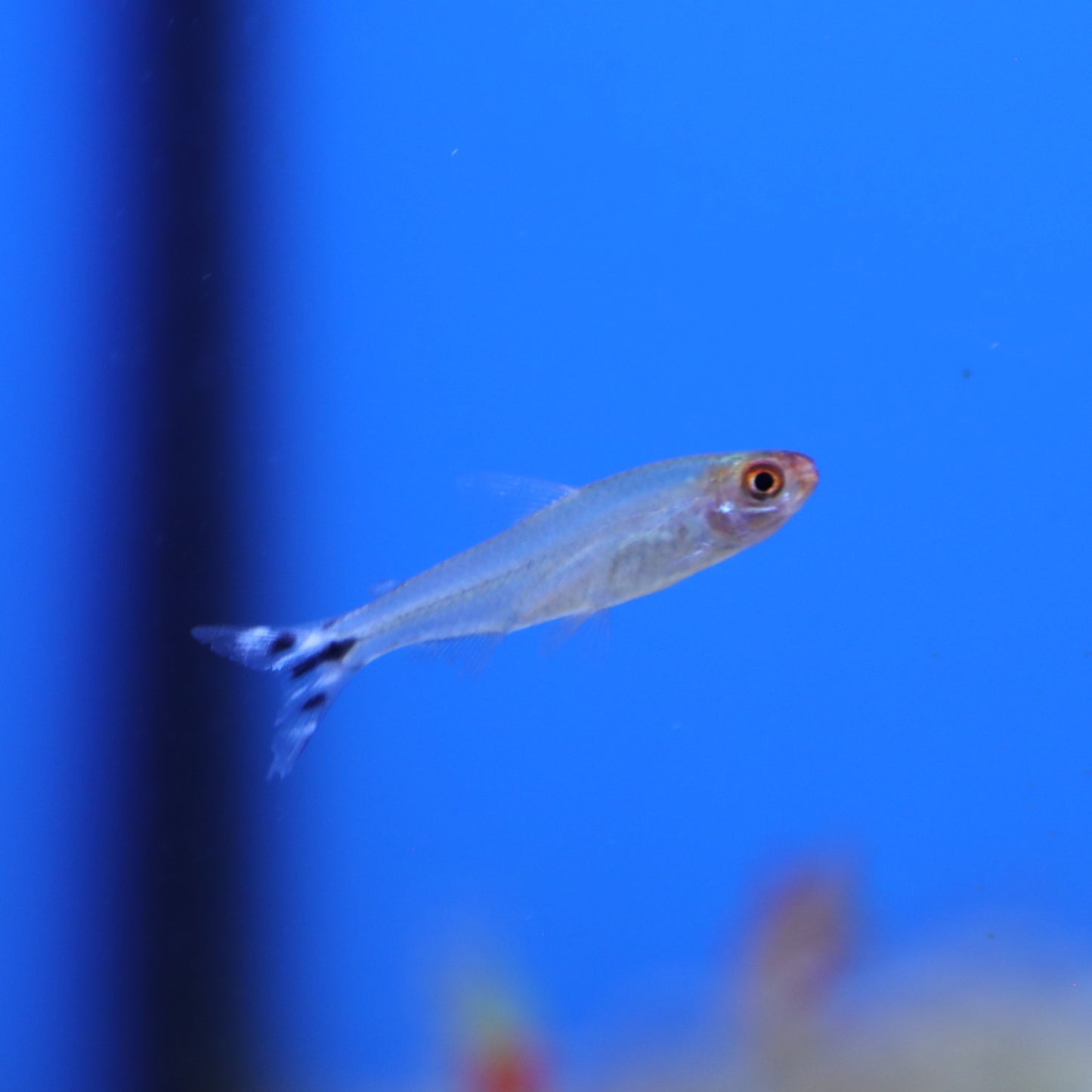 Rummy Nose Tetra