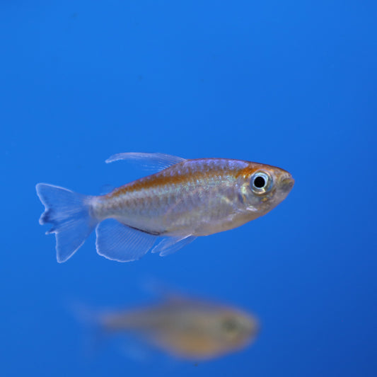 Congo Tetra