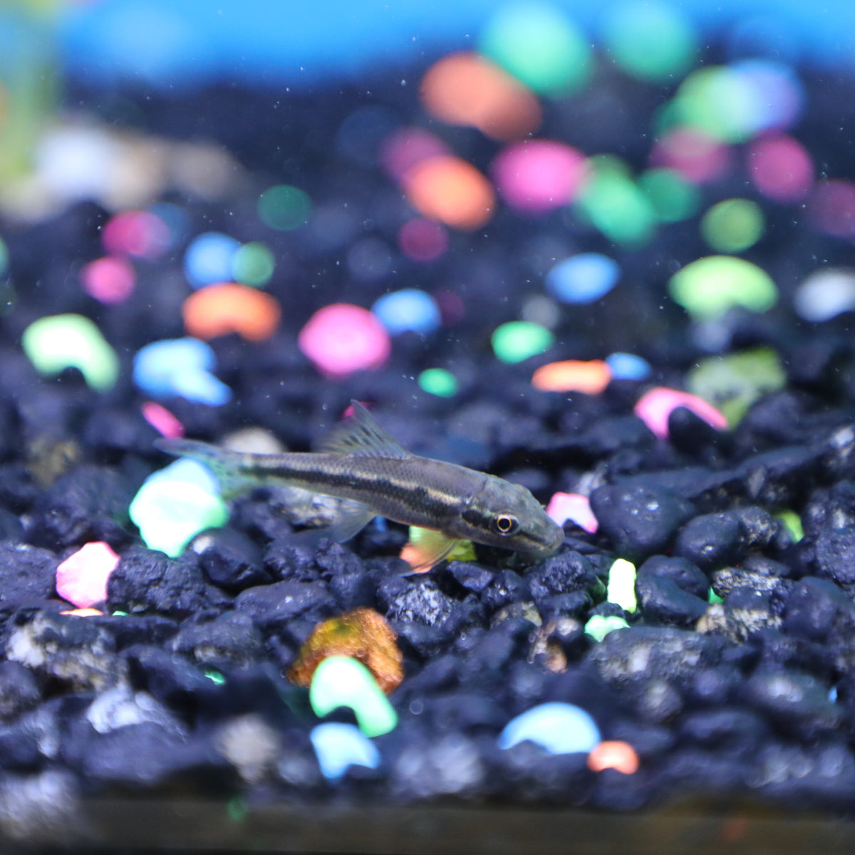 Chinese Algae Eater Pet Paradise Harvard