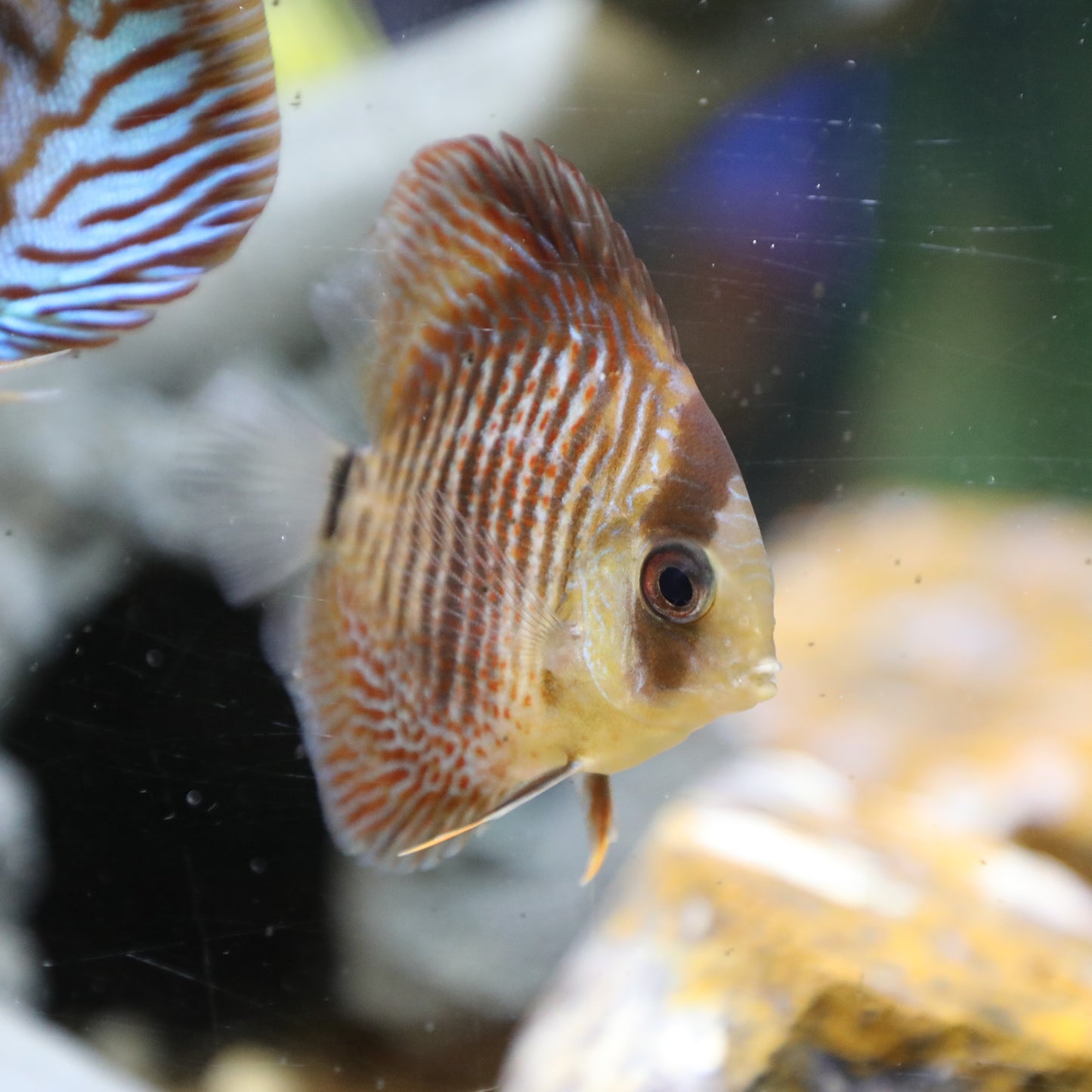 Red Leopard Snakeskin Discus