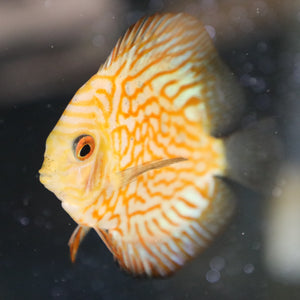 Gold Pigeon Discus