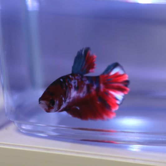 Hellboy Roundtail Betta Male