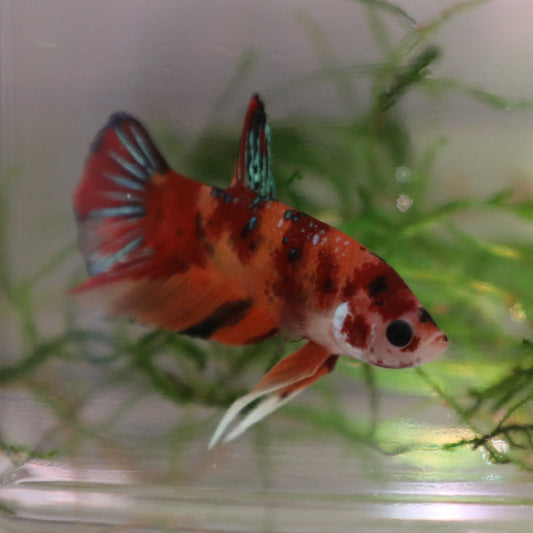 Galaxy Koi Plakat Male Betta