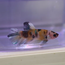 Load image into Gallery viewer, Koi Roundtail Betta Male
