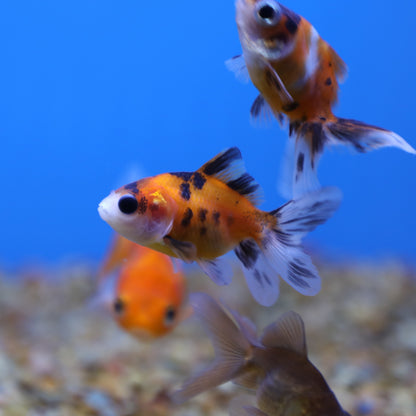 Assorted Oranda